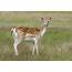 Fallow Deer Doe  Stock Image C024/3228 Science Photo Library