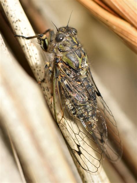 Chirping Cicada New Zealand Cicadas Inaturalist