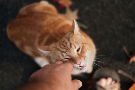 Reasons Cats Bite And How To Prevent Your Cat From Biting Pethelpful
