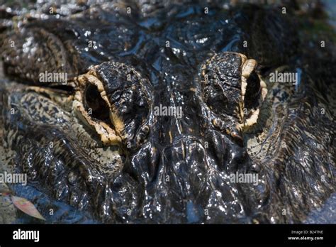 Alligator Eyes Hi Res Stock Photography And Images Alamy