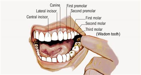 Human Teeth Parts Facts Diseases Diagram Structure And Functions