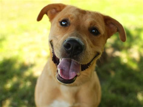 Below are our newest added golden retrievers available for adoption in iowa. Rhett - Golden Retriever mix