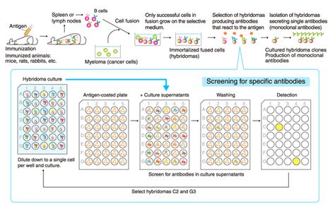 Monoclonal antibodies can cause side effects, which can differ from person to person. How long does it take to mass-produce monoclonal ...
