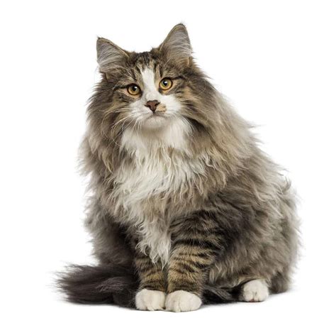 Which Are The Popular Long Haired Cat Breeds That You Can Pet