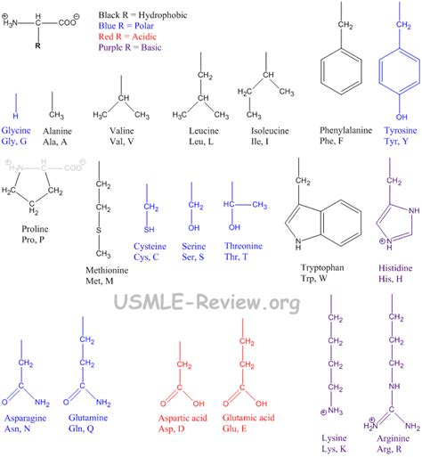 Diagram Essential Amino Acids Diagram Mydiagram Online