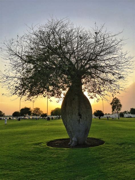 ToboroÇİ AĞaci Toborochi Tree