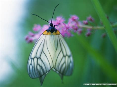 48 Moving Butterfly Wallpaper