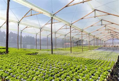 Pregon Agropecuario Agricultura Hidropónica ¿una Técnica Con Futuro