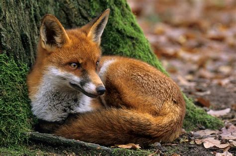 Red Fox Mrf012 1000×661 Pixels Pet Fox Red Fox Fox