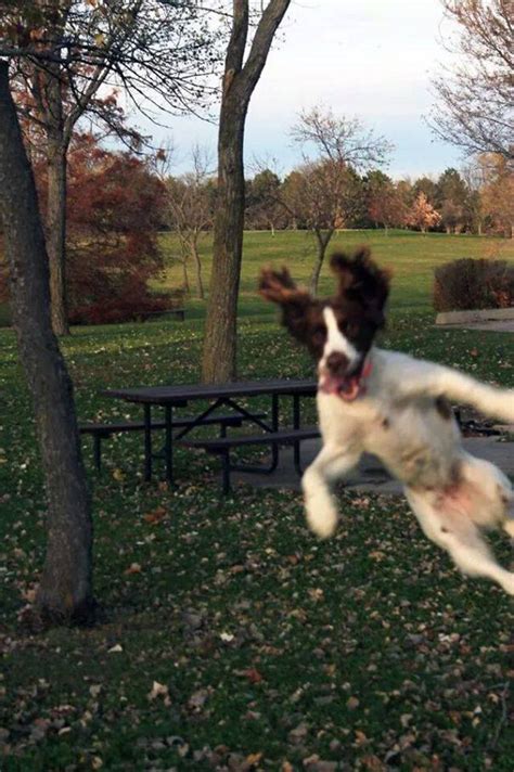 15 Dog Photobombs Guaranteed To Put A Smile On Your Face