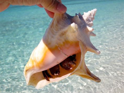 Learn about the conch, its type of shell and how to remove the animal from its shell so that you can prepare and cook it as a delightful seafood treat. Hermit crab living in a conch shell | sailn1 | Flickr