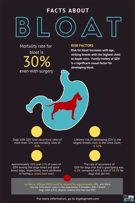 What Happens When Dogs Get Bloat