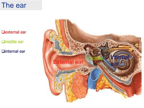 Solution The Ear Anatomy Studypool