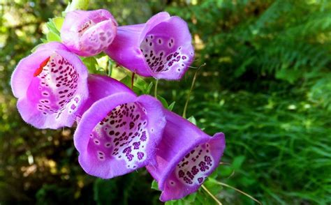 Tipos De Flores Moradas Y Sus Nombres