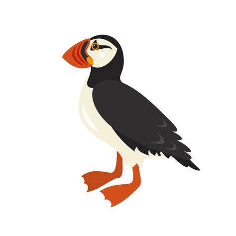 Puffin Illustrations Royalty Free Vector Graphics And Clip Art Istock