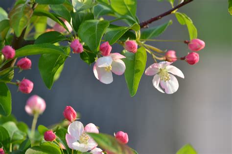 Spring Buds Wallpapers High Quality Download Free