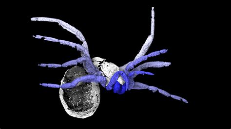305 Million Year Old ‘early Spider Fossil Discovered