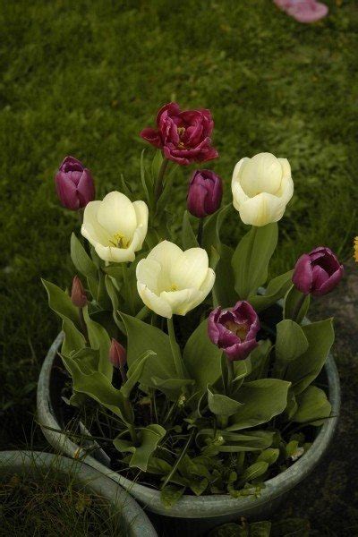 How To Care For Potted Tulips Over Winter
