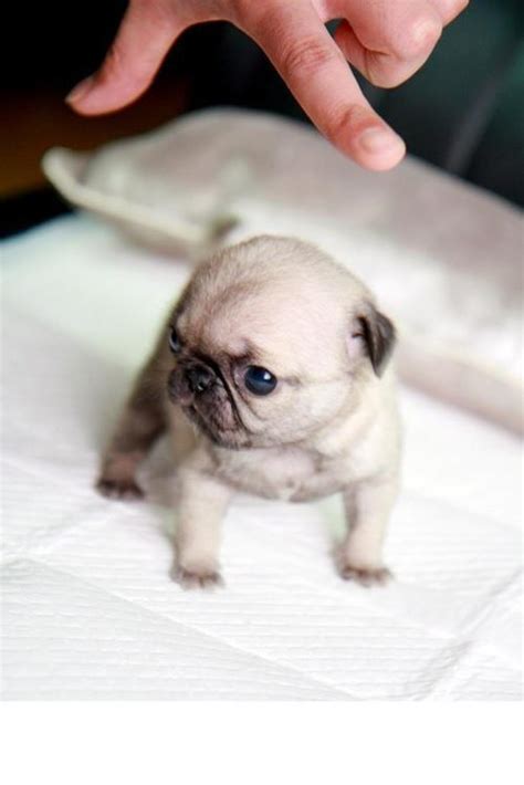 Aww Baby Cute Pug Image 736287 On