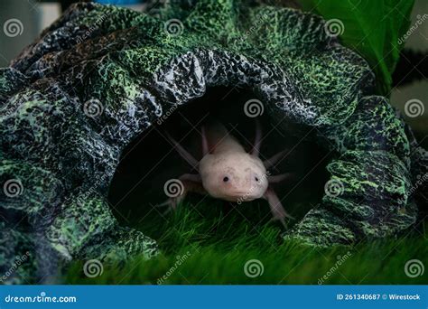 Axolotl Ambystoma Mexicanum Walking On A Grass In Aquarium Amphibian