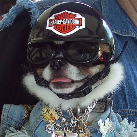 The Easy Ryder Pup Biker Dog Biker Gear Joe Cool Harley Davidson