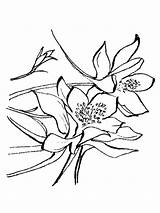 Columbine Coloring Flowers Flower Recommended sketch template