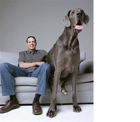 Giant George The World Tallest Dog Feast Your Eyes