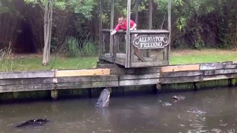 Alligator Adventure Feeding Myrtle Beachsc 2015 Youtube