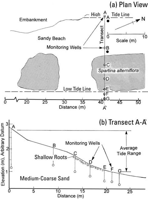 Plan View And Shoreline Perpendicular Transect Cross Section Of Site D