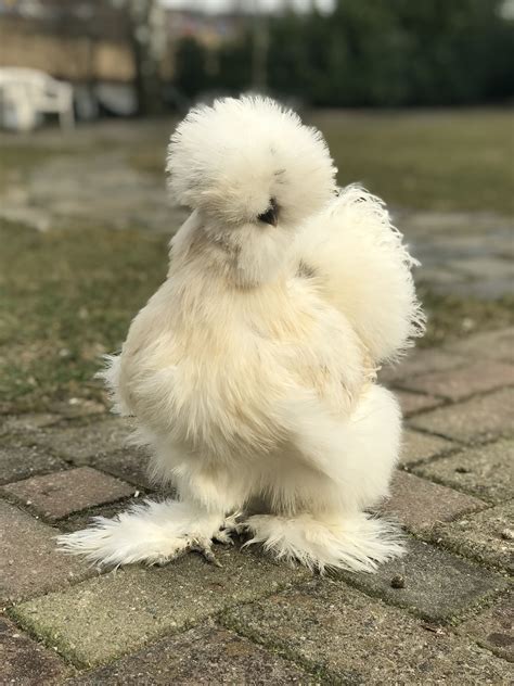 Silkie Chicken Yes Theres A Chicken In There Beautiful Chickens
