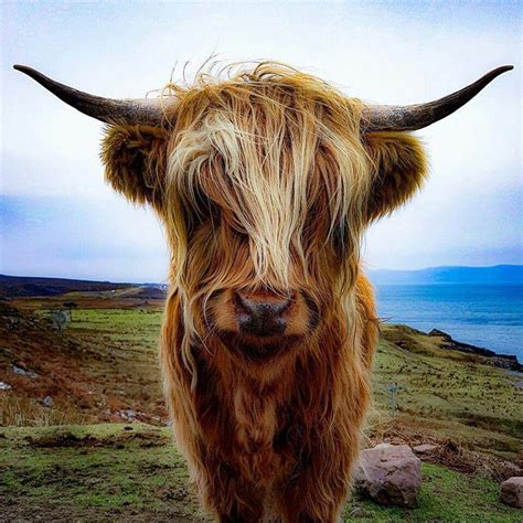 Have A Yak Farm Cattle In 2020 With Images Fluffy Cows Scottish