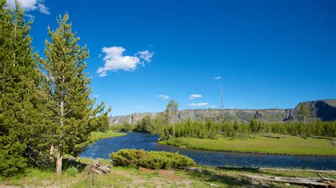 Pine Tree Beside River Free Stock Photo Public Domain Pictures