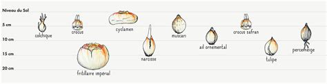 Comment Planter Les Bulbes Les Fermes De Gally