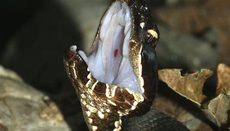 The venom, potent in neurotoxins that attack the nervous system and hemotoxins. How to Identify a Cottonmouth Snake | Sciencing