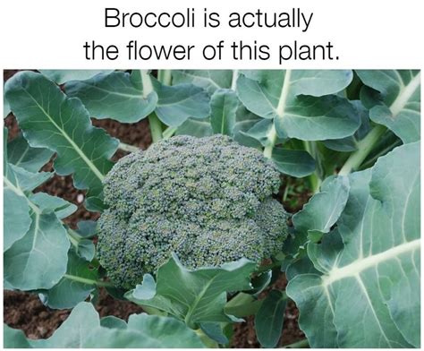 Food Facts Broccoli 516 Harvesting Broccoli Winter Vegetables