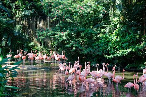 Flock Of Pink Flamingos Stock Photo Image Of Outdoors 139576998