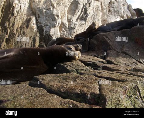 Seals On Seal Rock Stock Photo Alamy