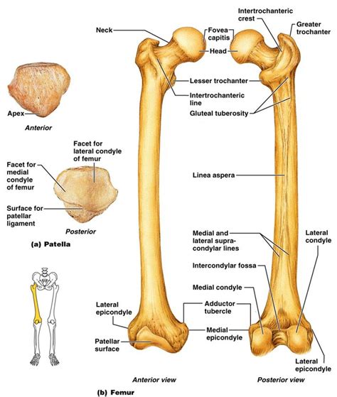 Femur Anatomy Anatomy Picture Reference And Health News Femur Bone