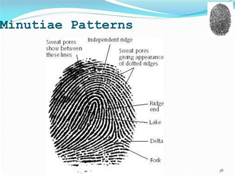 PPT - Forensic Fingerprint Analysis PowerPoint Presentation, free ...