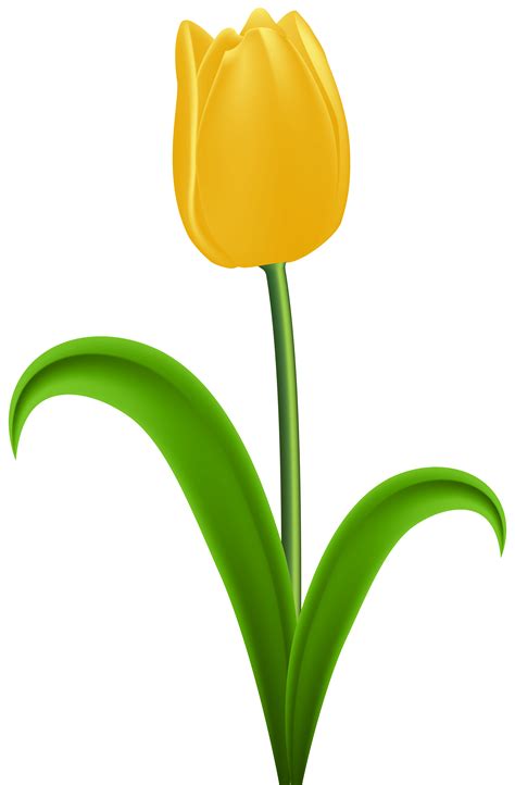 Clipart Tulip 20 Free Cliparts Download Images On Clipground 2024