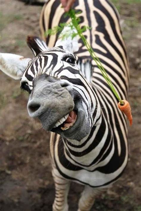 31 Super Happy Animals That Will Leave You Smiling Cute Animals