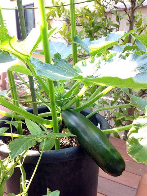 Tips For Growing Zucchini In Pots