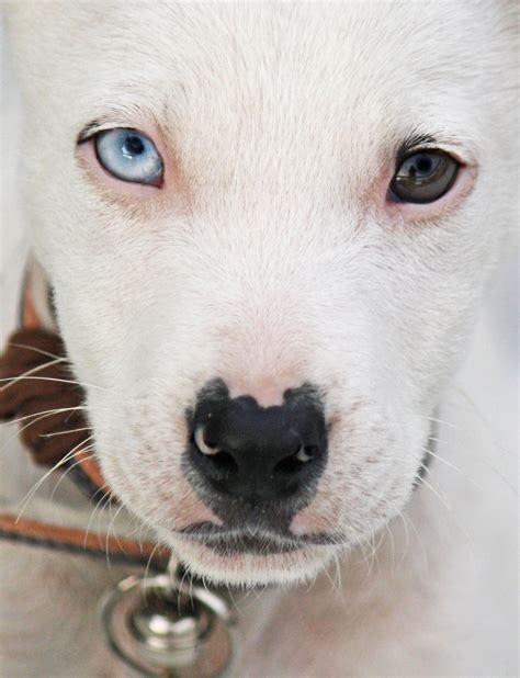 Free Images Puppy Cute Bell Portrait Close Up Nose Snout Eye