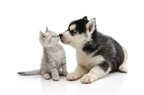 We choose this image from the internet, for the sake of our blog reader. Tips for adopting a new puppy or kitten