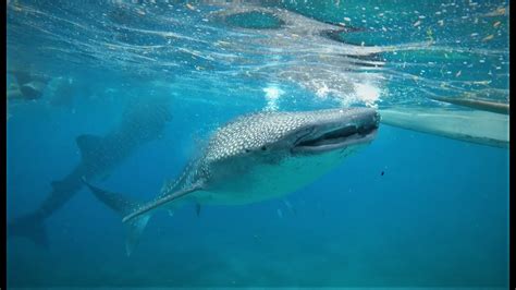 The Majestic Whale Shark Youtube