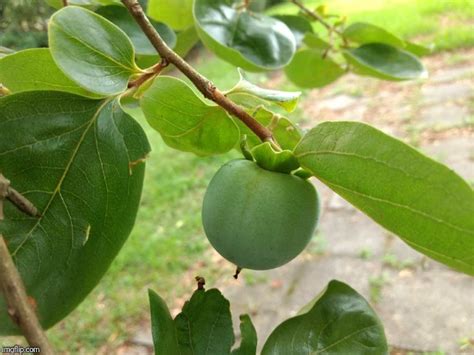 Fruit Tree Identification Outdoor Board