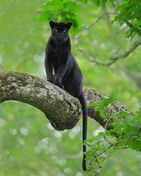 black panther leopard surveying from a high tree limb what does it think about the tree
