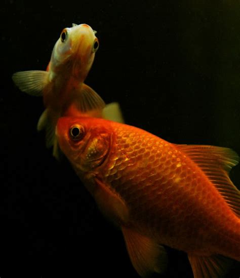 Der Goldfisch Und Seine Urform Young Science