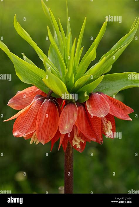 Toxic Poisonous Plant Lilienhnliche Liliidae Lilienartige Liliales