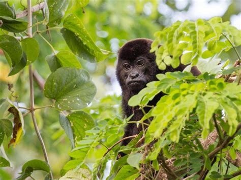 Detection of viral dna by polymerase chain reaction (pcr) is the preferred laboratory test for monkeypox. Monkeypox: What is the rare tropical disease and how ...